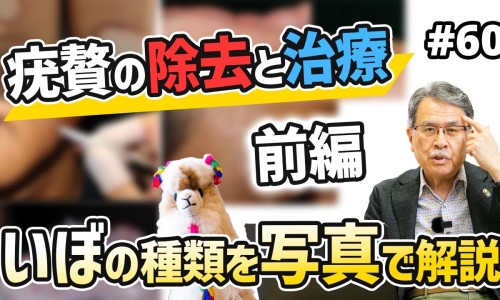 羊胆的功效与作用-羊胆的功效吃法网羊胆的功效吃法大全知识网站,分享羊胆的功效与作用大全